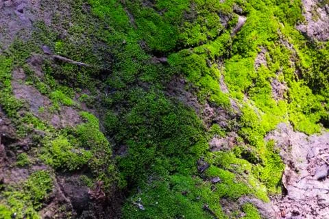 Green moss on stone. Stock Photos