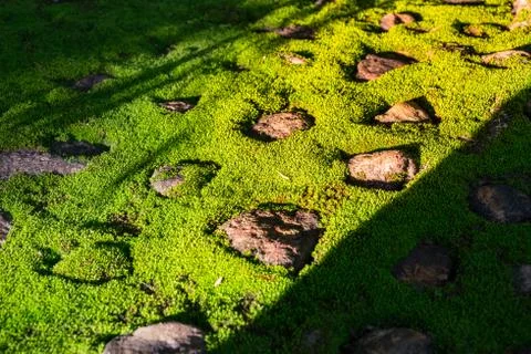 Green moss on stone. Stock Photos