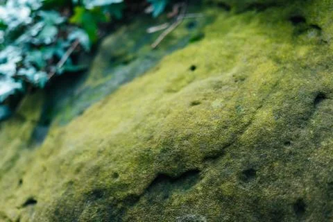 Green moss on stone Stock Photos