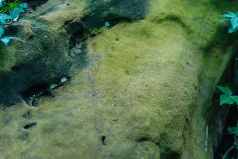 Green moss on stone Stock Photos