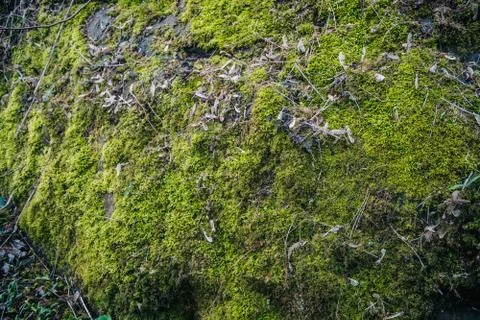 Green moss on stone Stock Photos