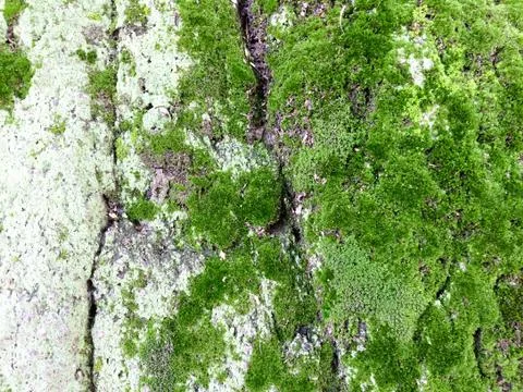 Green moss on stone Stock Photos