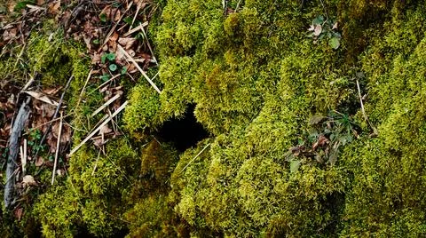 Green moss on the stone Stock Photos