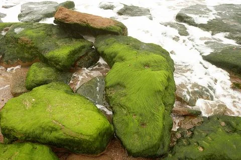 Green moss on stone Foto stock