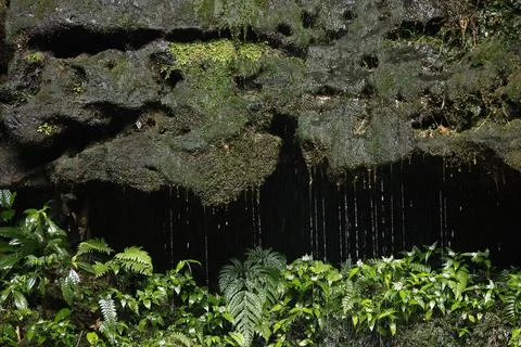 Green Moss on the Stone Stock Photos