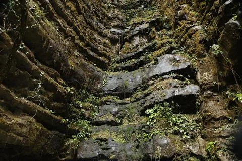 Green Moss on the Stone Stock Photos