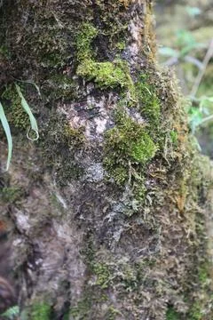 Green Moss on the Stone Stock Photos