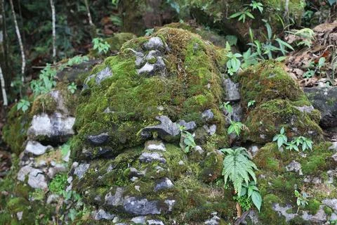 Green Moss on the Stone Stock Photos