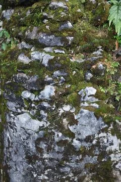 Green Moss on the Stone Stock Photos