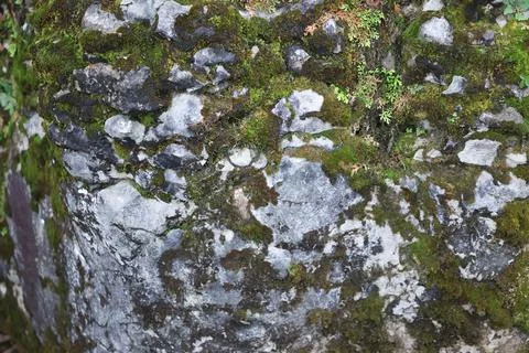 Green Moss on the Stone Stock Photos
