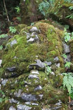 Green Moss on the Stone Stock Photos