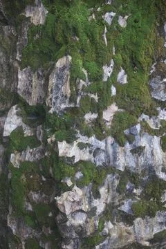 Green Moss on the Stone Stock Photos