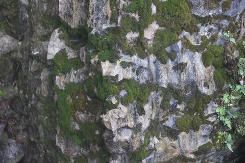 Green Moss on the Stone Stock Photos