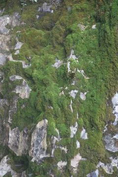 Green Moss on the Stone Stock Photos