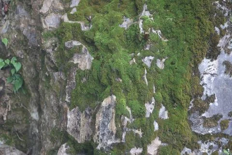 Green Moss on the Stone Stock Photos