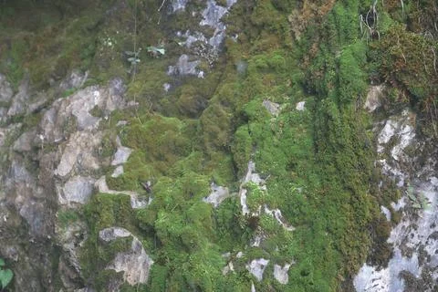 Green Moss on the Stone Stock Photos