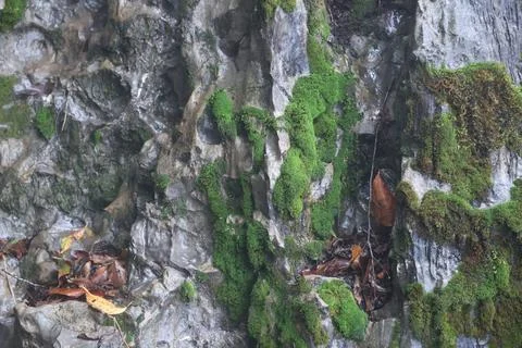 Green Moss on the Stone Stock Photos