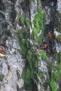 Green Moss on the Stone Stock Photos