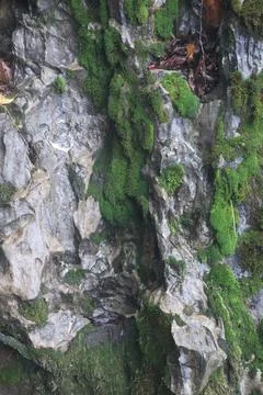 Green Moss on the Stone Stock Photos
