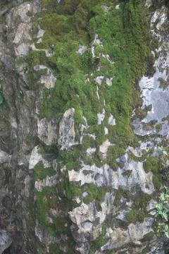 Green Moss on the Stone Stock Photos