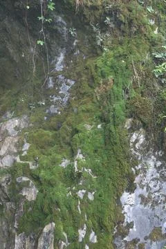 Green Moss on the Stone Stock Photos