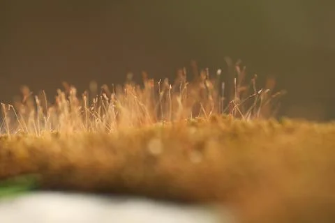 Green Moss on the Stone Stock Photos