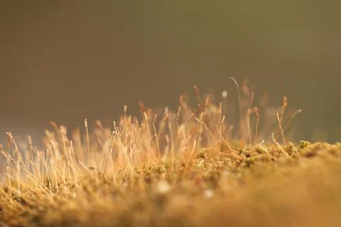 Green Moss on the Stone Stock Photos