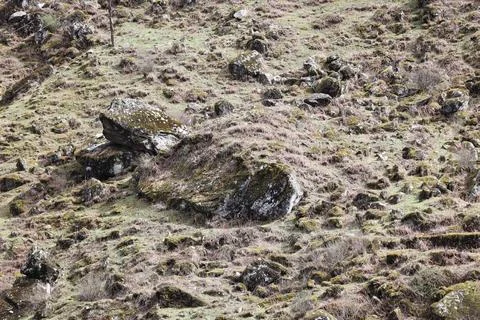 Green Moss on the Stone Stock Photos