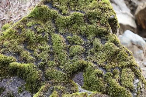 Green Moss on the Stone Stock Photos