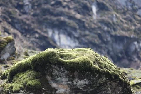 Green Moss on the Stone Stock Photos