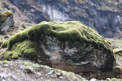 Green Moss on the Stone Stock Photos