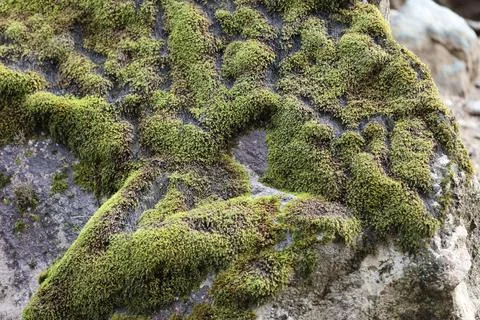 Green Moss on the Stone Stock Photos