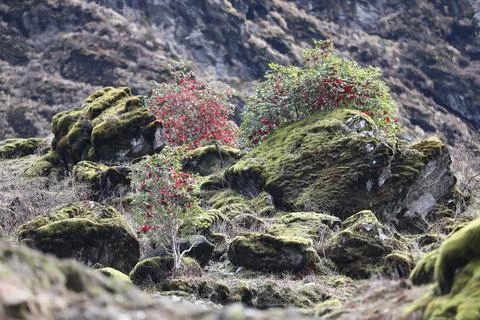 Green Moss on the Stone Stock Photos