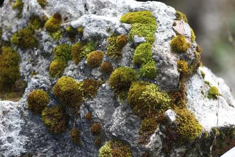 Green Moss on the Stone Stock Photos