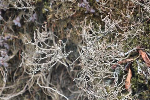 Green Moss on the Stone Stock Photos