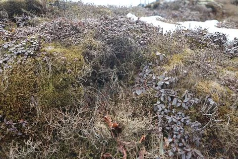 Green Moss on the Stone Stock Photos