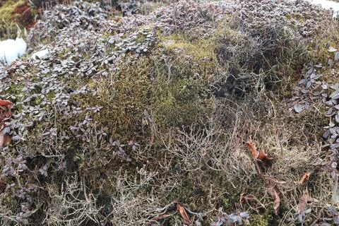 Green Moss on the Stone Stock Photos