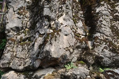 Green Moss on the Stone Stock Photos