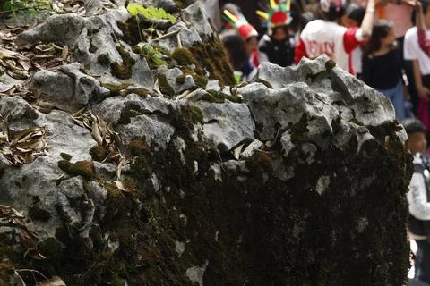 Green Moss on the Stone Stock Photos