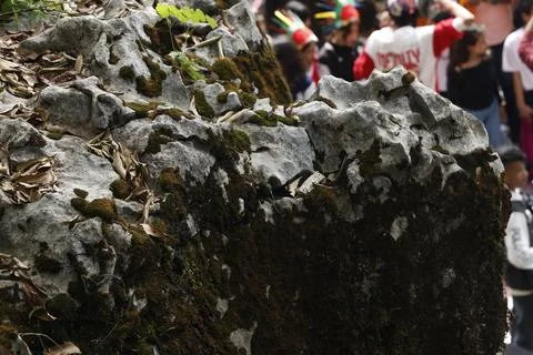 Green Moss on the Stone Stock Photos
