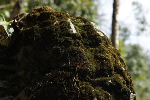 Green Moss on the Stone Stock Photos