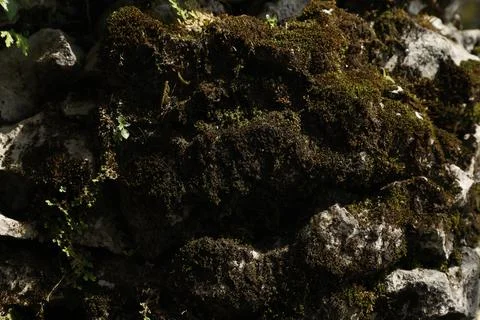 Green Moss on the Stone Stock Photos
