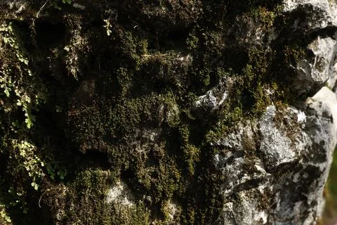 Green Moss on the Stone Stock Photos