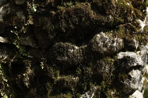Green Moss on the Stone Stock Photos