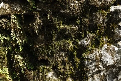 Green Moss on the Stone Stock Photos