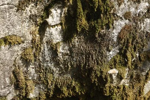 Green Moss on the Stone Stock Photos