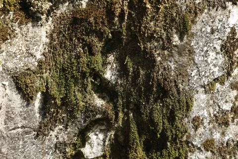 Green Moss on the Stone Stock Photos