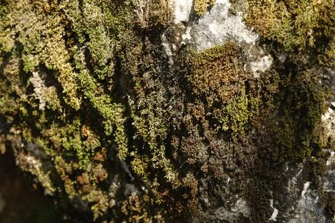 Green Moss on the Stone Stock Photos