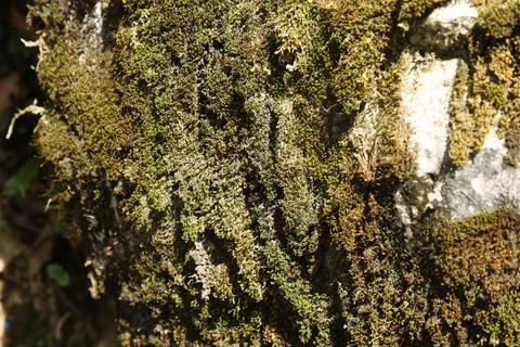 Green Moss on the Stone Stock Photos