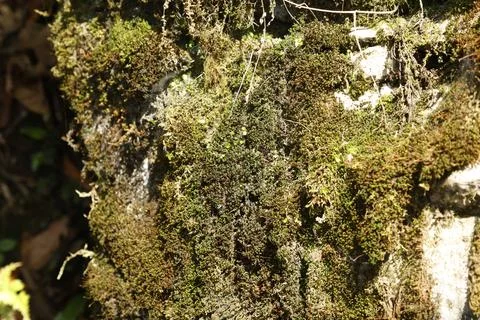 Green Moss on the Stone Stock Photos
